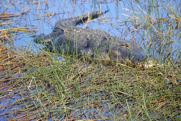 alligator in everglades