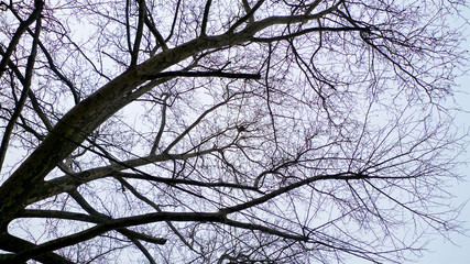 A spread of tangled leafless and bare branches from trees hibernating in winter set against the sky.