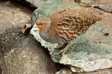Grey francolin (Francolinus pondicerianus).