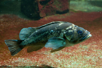 Copper rockfish (Sebastes caurinus).