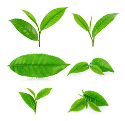 tea leaf isolated on white background