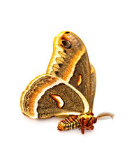 An Antheraea Polyphemus moth isolated on white.