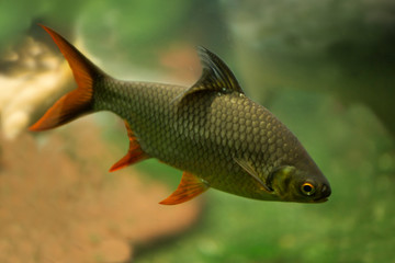  Tinfoil barb (Barbonymus schwanenfeldii).