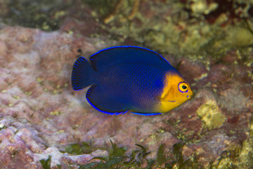 Pygmy or Cherub Angelfish (Centropyge argi).