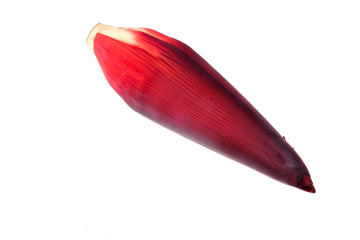 Banana blossom from a banana tree isolated on white background. Banana flower is benefits for neural disorders, healthy uterus.
