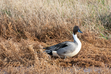 Northern Pintail Duck in Grass