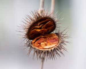 chestnuts on a white background