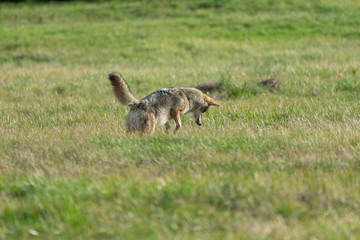A Coyote Pouncing On A Rodent
