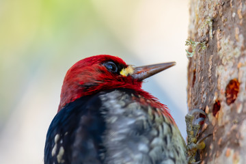 A Red-Breasted SapSucker Woodpecker on Whidbey Island, Washington