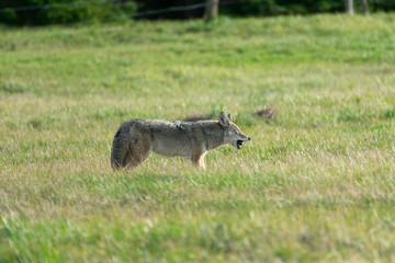 Fototapeta premium A Coyote Eating A Freshly Caught Rodent
