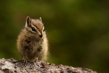 Chipmunk