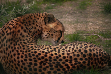 Leopard in their natural habitat in the African savannah