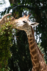 giraffe in zoo