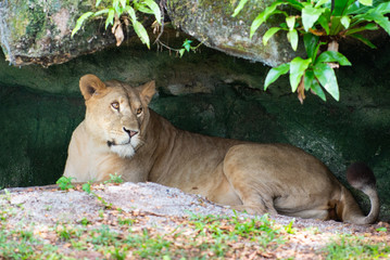 Naklejka na ściany i meble A lioness lying down 