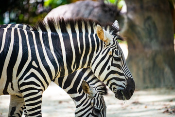 Obraz na płótnie Canvas Photo of a pair of Zebras feeding on leaves 