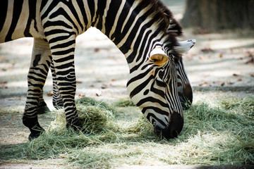 Photo of a pair of Zebras feeding on leaves 
