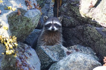 Wild Raccoon