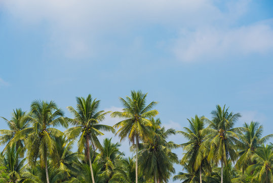 View of Coconut palm trees and beautiful blue sky background. © Nopphon