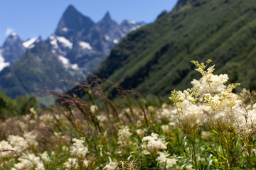 white flowers on the background of the mountain peaks of the Caucasus Mountains