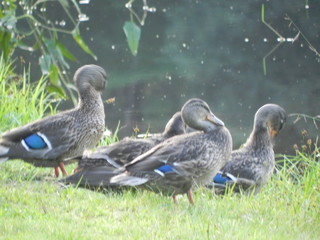 ducks on pond