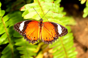 Orange Lace Wing