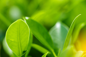 Closeup of nature leaves green blur. In the spring Under the morning light. Use as background and wallpapers.