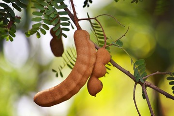 Tamarind