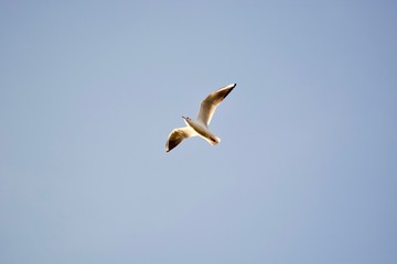 Fototapeta na wymiar Beautiful one seagull in the blue sky.