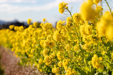 Rapeseed field of Kamogawa-city, Chiba Prefecture 