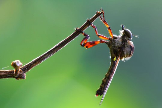 The robber fly on macro photography