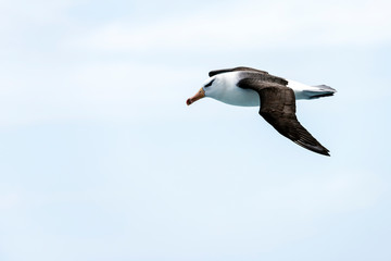Fototapeta na wymiar Black-browed Albatross
