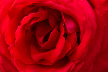 Close up Red Rose background , valentine