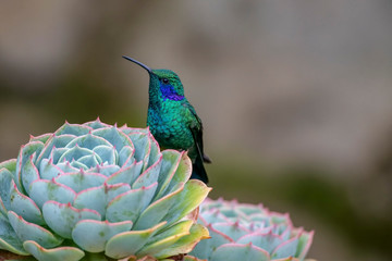 hummingbird on a branch