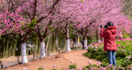 Fototapeta na wymiar asian woman traveler was sightseeing Cherry Blossom