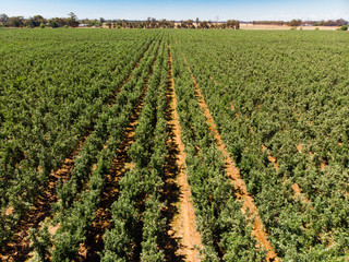 A drone picture of australian apple farm