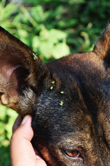 Small green plant seeds on the head and ears of dog, Distribution of plants by animal body