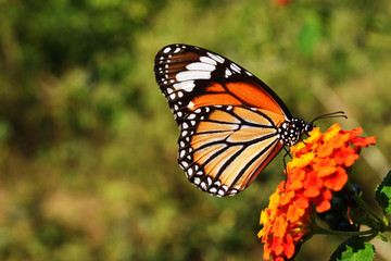 Common Tiger (Danaus genutia)   butterfly seeking nectar on Ziziphus oenoplia blossom with natural green background, Orange  with white and black color pattern on wing of  Monarch butterfly 