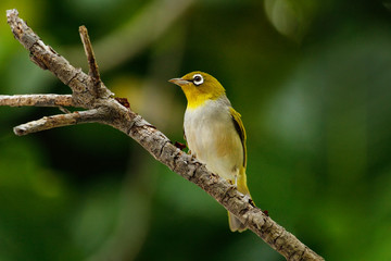 Fiji white-eye (Zosterops explorator) sitting on a tree branch