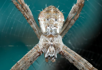 Macro Photo of St Andrew's Cross Spider on Web Isolated on Background