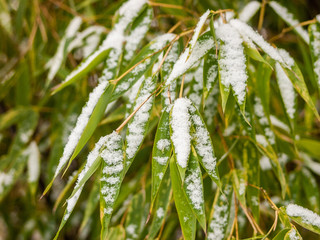 Green snow covered bamboo leaves in winter, overcast light. - Powered by Adobe