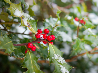 Snow covered holly and red berries. British Columbia,  Canada
