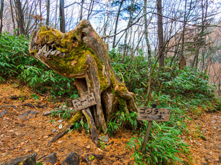 Fototapeta premium 蝶ヶ岳登山道のゴジラみたいな木