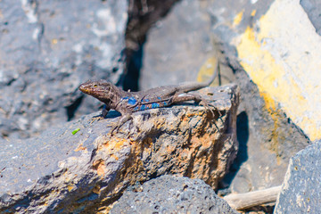 Canary lizard on the rocks. Tenerife. Canary Islands..Spain