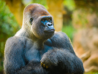 Big beautiful gorilla in the zoo. Tenerife. Canary Islands..Spain