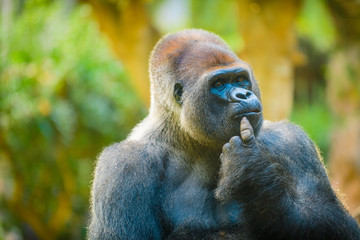 Big beautiful gorilla in the zoo. Tenerife. Canary Islands..Spain © alexanderkonsta