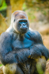 Big beautiful gorilla in the zoo. Tenerife. Canary Islands..Spain © alexanderkonsta