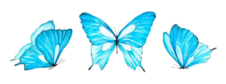 Watercolor set light blue isolated butterfly on white background