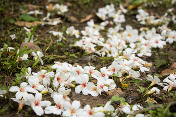 Snow in may ─ Tung blossom in Taipei, Taiwan.