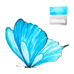 Blue butterfly in watercolor.