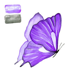 Fototapeta na wymiar Butterfly purple